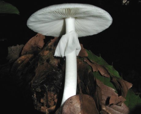 грибы в мае съедобные